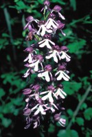 Orchis purpurea subsp. caucasica