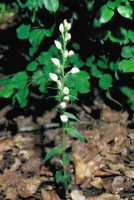 Cephalanthera damasonium