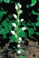 Cephalanthera damasonium