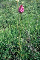 Anacamptis pyramidalis