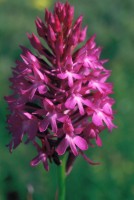 Anacamptis pyramidalis