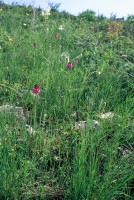 Anacamptis pyramidalis