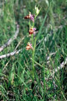 Ophrys oestrifera subsp. bremifera