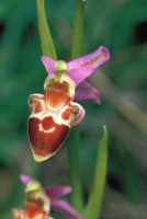 Ophrys oestrifera subsp. bremifera