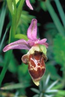 Ophrys oestrifera subsp. bremifera