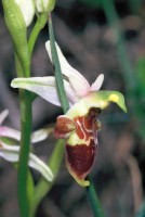 Ophrys oestrifera subsp. bremifera