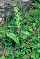 Coeloglossum viride