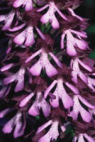 Orchis purpurea subsp. caucasica