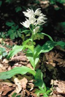 Cephalanthera caucasica