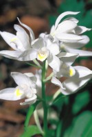 Cephalanthera caucasica