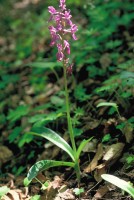 Orchis mascula subsp. pinetorum