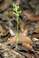 Corallorhiza trifida