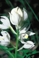 Cephalanthera caucasica