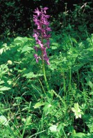 Orchis mascula subsp. pinetorum