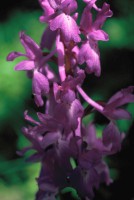 Orchis mascula subsp. pinetorum