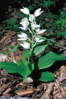 Cephalanthera caucasica