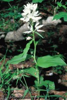 Cephalanthera caucasica