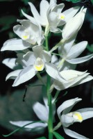 Cephalanthera caucasica