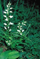 Cephalanthera longifolia