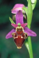 Ophrys oestrifera subsp. bremifera