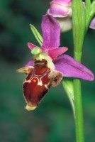 Ophrys oestrifera subsp. bremifera