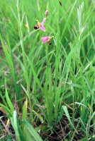 Ophrys apifera