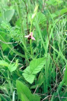 Ophrys oestrifera subsp. bremifera