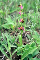 Ophrys apifera