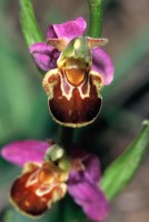 Ophrys apifera