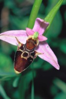 Ophrys oestrifera subsp. bremifera