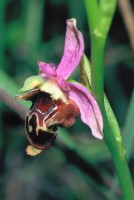 Ophrys oestrifera