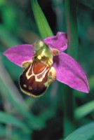 Ophrys apifera