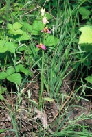 Ophrys apifera