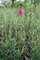 Anacamptis pyramidalis