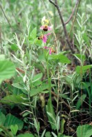 Ophrys apifera