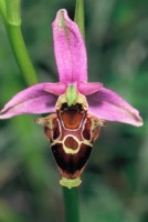 Ophrys oestrifera