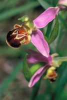 Ophrys apifera