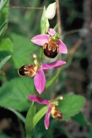 Ophrys apifera