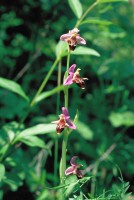 Ophrys oestrifera