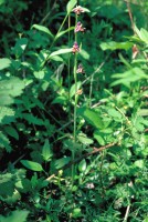 Ophrys oestrifera