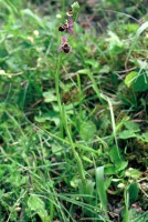 Ophrys oestrifera