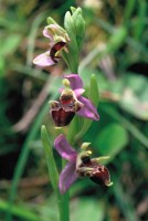 Ophrys oestrifera