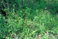 Ophrys oestrifera