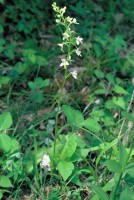 Platanthera bifolia