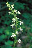 Platanthera bifolia