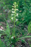 Platanthera bifolia