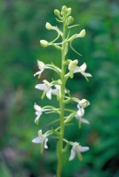 Platanthera bifolia