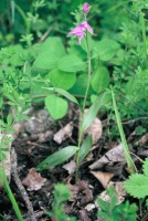 Cephalanthera rubra