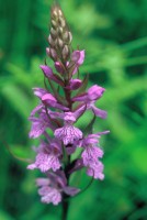 Dactylorhiza urvilleana