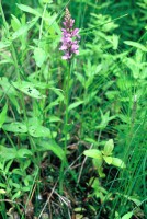 Dactylorhiza urvilleana